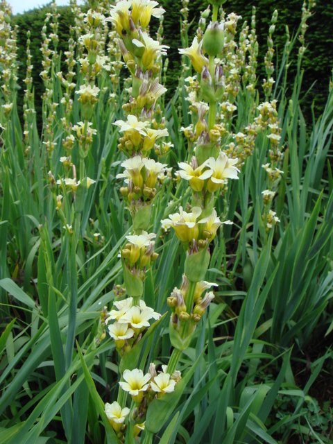 Sisyrinchium striatum fleur